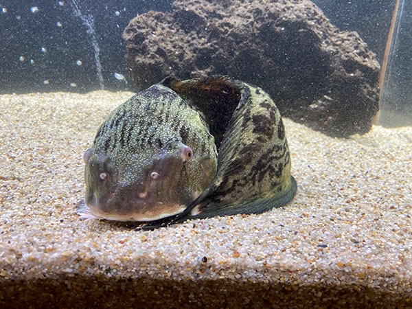 クサウオ
