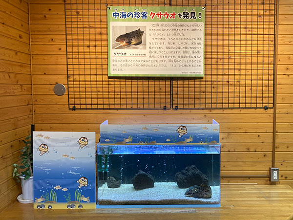 クサウオ