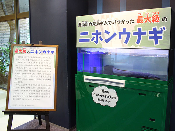 ニホンウナギ