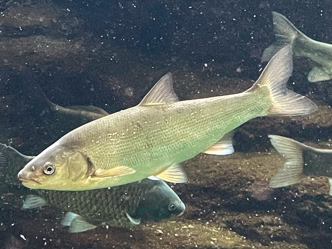 ウグイ