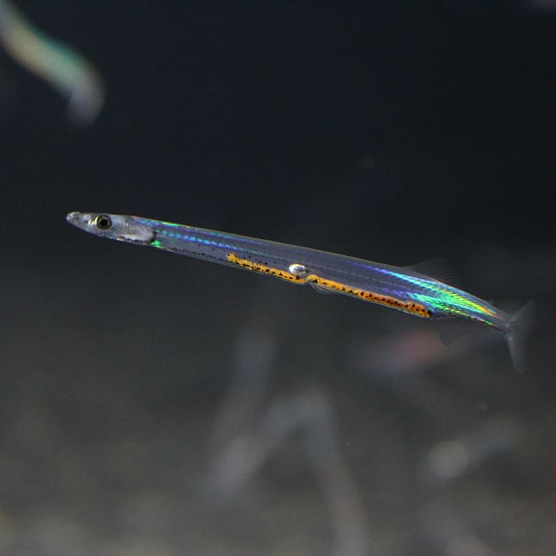 ダイナンウミヘビ