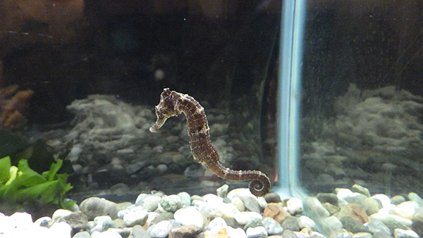 展示のようす 展示のようす