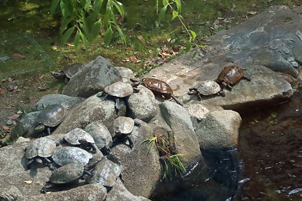 中庭池のカメたち