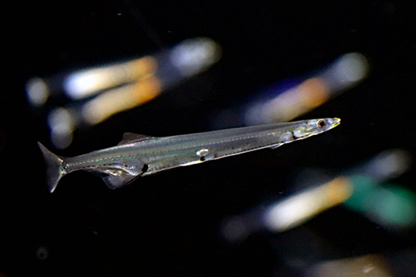 シラウオ