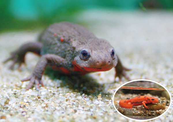 ゴビウス 今月の生きものバックナンバー