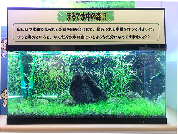 水草水槽