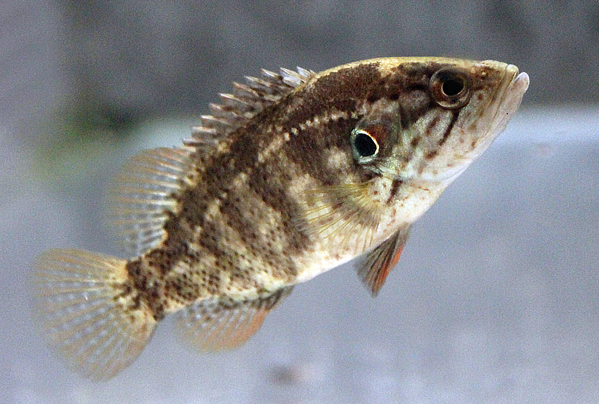 ゴビウス 今月の生きものバックナンバー ゴビウス 今月の生きものバックナンバー