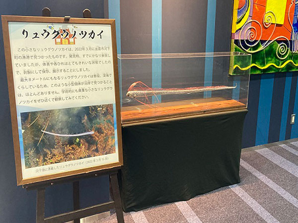リュウグウノツカイの剥製