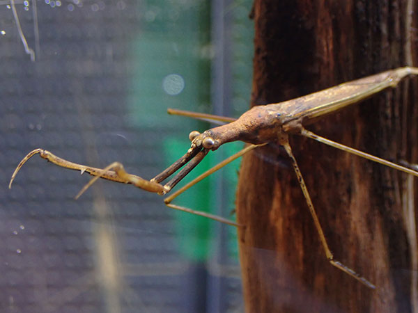 ミズカマキリ