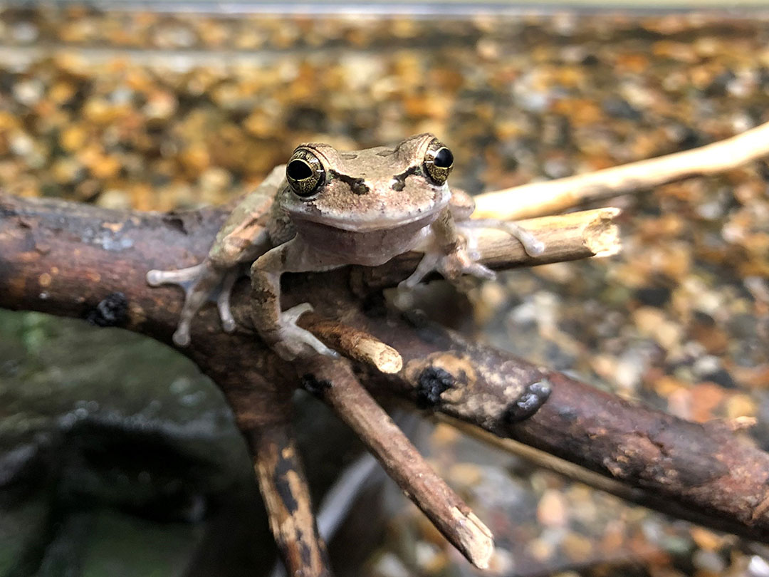 ニホンアマガエル