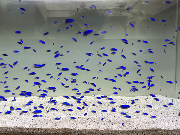 ソラスズメダイ