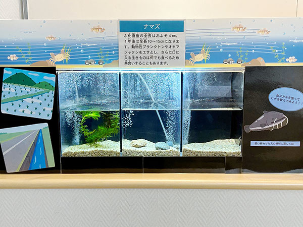ナマズ