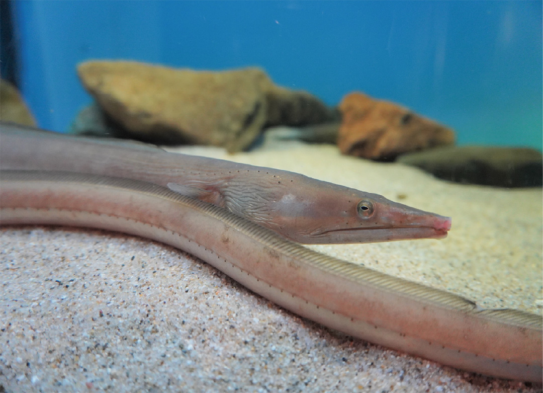 ダイナンウミヘビ