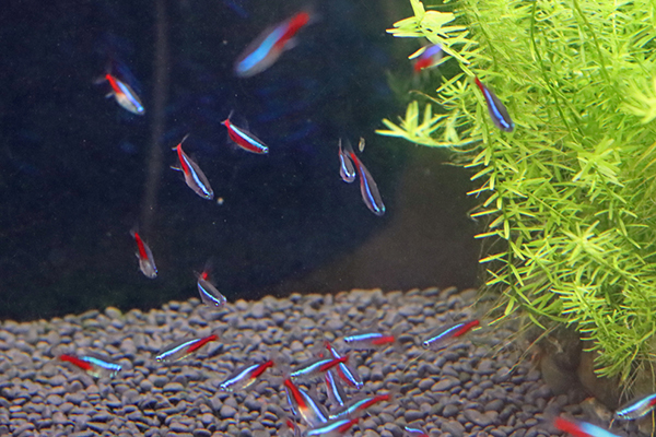 ドフラインクラゲ