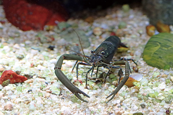 サンインコガタスジシマドジョウ
