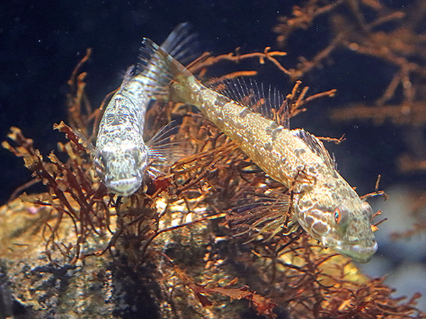 サンインコガタスジシマドジョウ